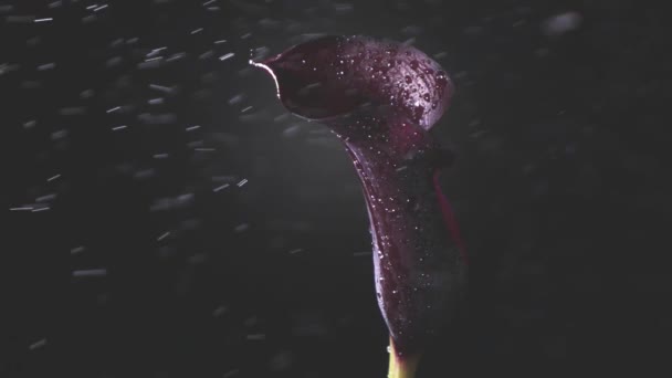 Beautiful Violet Calla Lily Being Sprinkled Water Drops Dark Background — Stock Video