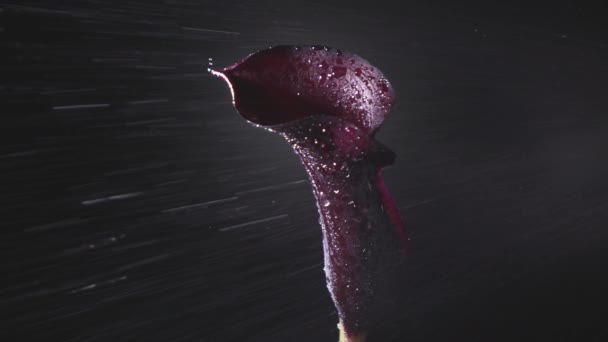 Färsk Violett Calla Lily Med Dew Drops Mörk Bakgrund Video — Stockvideo