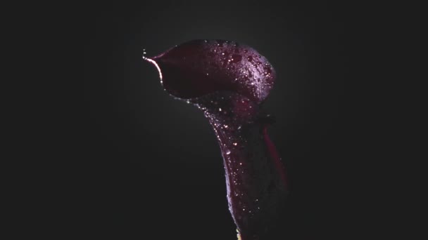 Lirio Cala Violeta Fresco Con Gotas Rocío Sobre Fondo Oscuro — Vídeo de stock