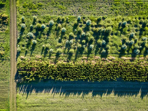 若い木が植栽し および車のための道路と公園の園芸用に栽培される領土の上からの眺め 無人機による写真 — ストック写真