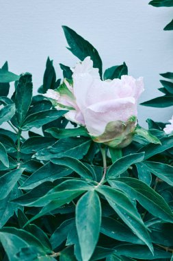 Yeni suffruticosa şakayık çiçekleri yaprakları ile yeşil dallar. Kart kavramı,