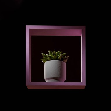 Karanlık bir arka plan üzerinde pembe bir çerçevede echeveria, yeşil çiçekli yuvarlak beyaz saksı