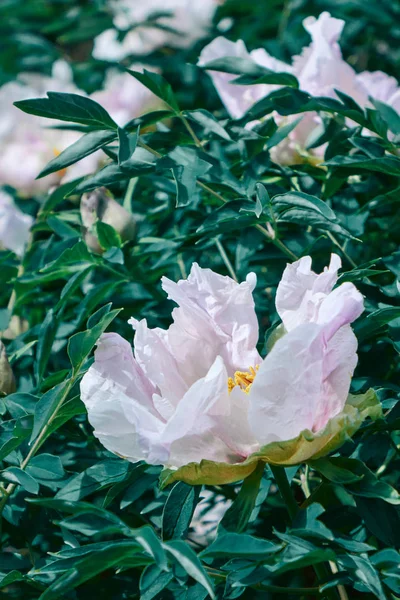 Yeşil dallar ile hafif pastel pembe peonies, çiçek bırakır. Kart kavramı,