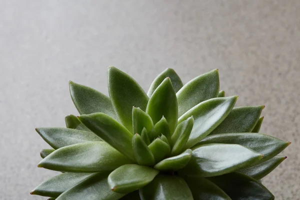 Horizontal Photo Green Echevery Succulent Concrete Background Place Text — Stock Photo, Image