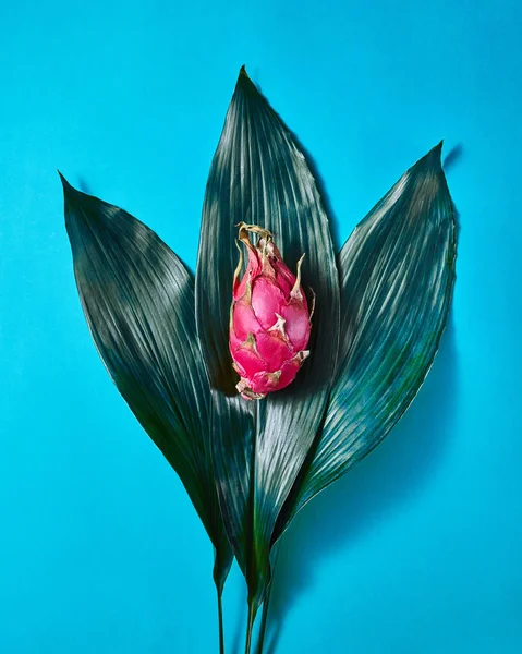 Фрукти Свіжі Азіатського Дракона Рожевий Три Зелений Пальмового Листя Синьому — стокове фото