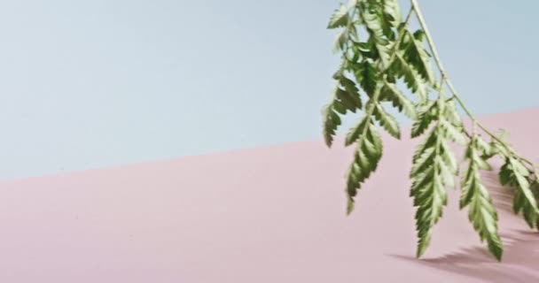 绿色的棕榈叶 — 图库视频影像