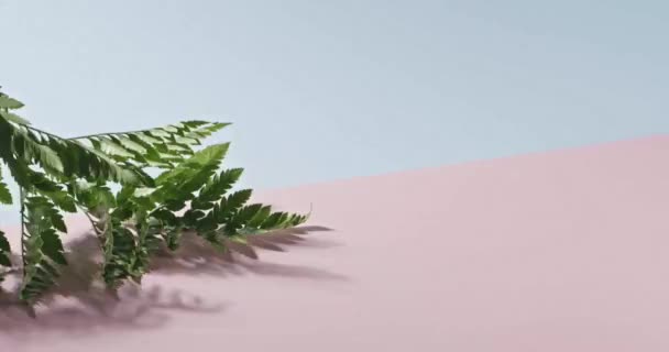 Folhas verdes de palma — Vídeo de Stock
