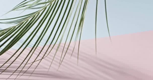Groene Palm Laat Bewegende Pastel Achtergrond — Stockvideo