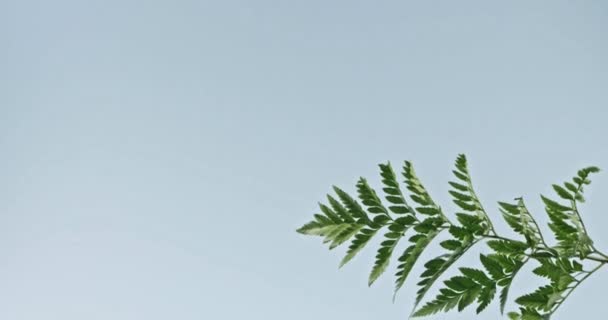 Folhas verdes de palma — Vídeo de Stock