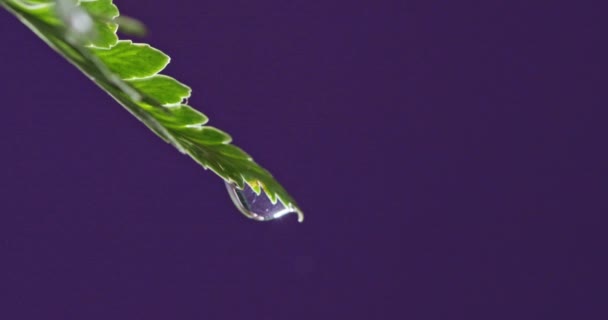 Green palm leaves — Stock Video