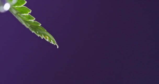 Wassertropfen Fallen Auf Grünen Zweig Violetten Hintergrund — Stockvideo