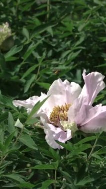 bahçede büyüyen güzel pembe şakayık çiçeği 