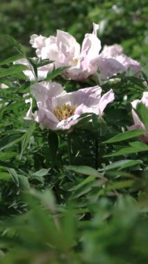 güzel beyaz şakayık çiçekleri bahçe içinde video 