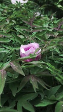 bahçede büyüyen güzel pembe şakayık çiçeği 