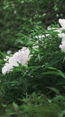 güzel beyaz şakayık çiçekleri bahçe içinde video 