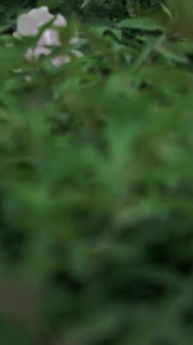 güzel beyaz şakayık çiçekleri bahçe içinde video 