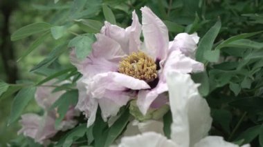 bahçede büyüyen güzel pembe şakayık çiçeği 