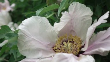 bahçede büyüyen güzel pembe şakayık çiçeği 