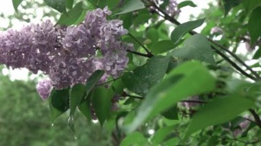 bahar eflatun çiçekler bahar bahçede büyüyen yaprakları ile 