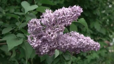 bahar eflatun çiçekler bahar bahçede büyüyen yaprakları ile 