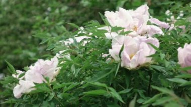 güzel beyaz şakayık çiçekleri bahçe içinde video 