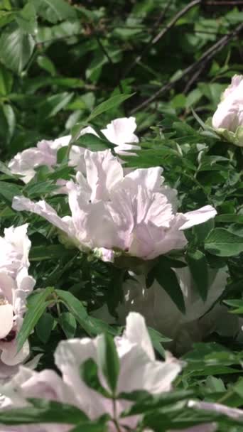 Όμορφη Λευκή Παιωνία Λουλούδια Που Αυξάνεται Στον Κήπο Βίντεο — Αρχείο Βίντεο