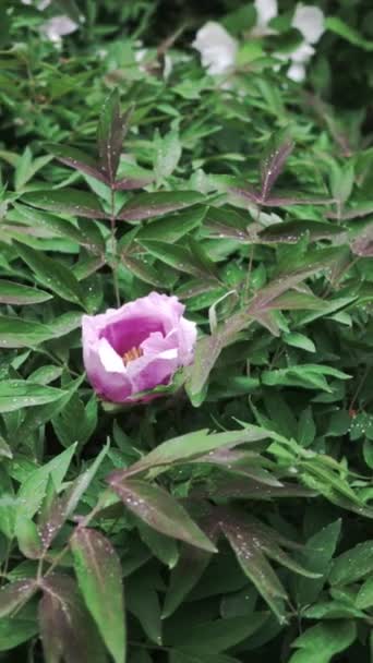 Schöne Rosa Pfingstrose Blume Wächst Garten — Stockvideo