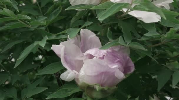 Bellissimo Fiore Peonia Rosa Che Cresce Giardino — Video Stock