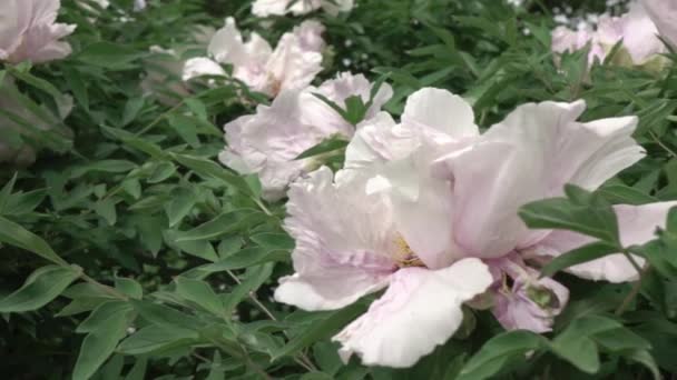 Lindas Flores Peônia Branca Crescendo Jardim Vídeo — Vídeo de Stock