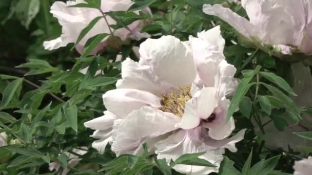 Μέλισσα Όμορφη Λευκή Παιωνία Λουλούδι Αυξάνεται Στον Κήπο — Αρχείο Βίντεο