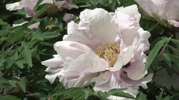 Beautiful White Peony Flower Growing Garden — Stock Video