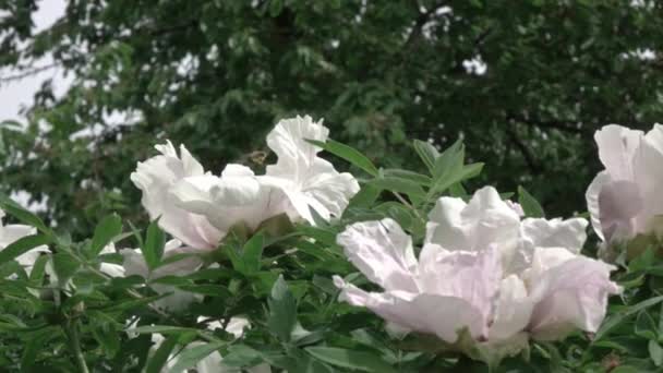 Hermosas Flores Peonía Blanca Creciendo Jardín Vídeo — Vídeos de Stock