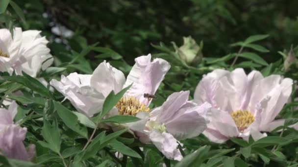 Lindas Flores Peônia Branca Crescendo Jardim Vídeo — Vídeo de Stock