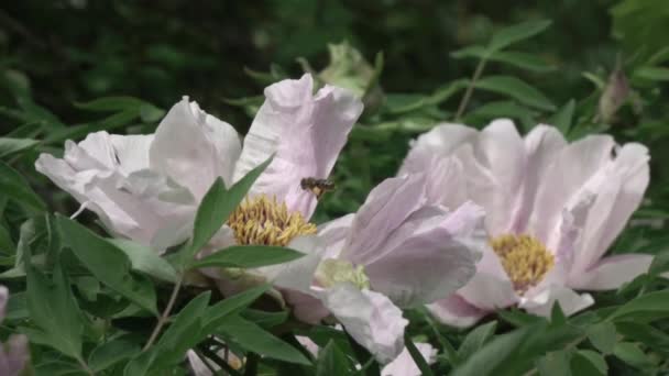 Красиві Білі Квіти Півонії Ростуть Саду Відео — стокове відео