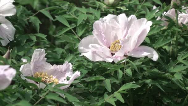 Красиві Білі Квіти Півонії Ростуть Саду Відео — стокове відео