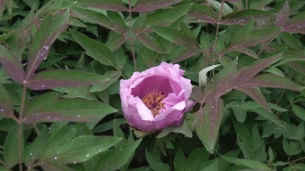 Schöne Rosa Pfingstrose Blume Wächst Garten — Stockvideo