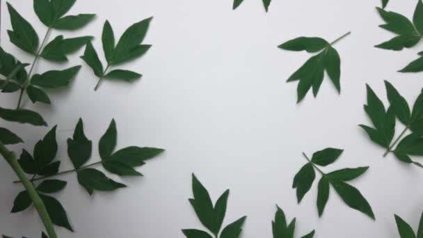 Krásné Zelené Listy Bílém Pozadí — Stock video