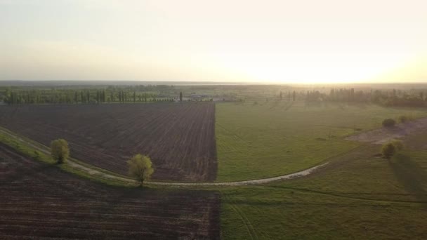 Aerial View Green Summer Fields Trees Sunrise — Stock Video