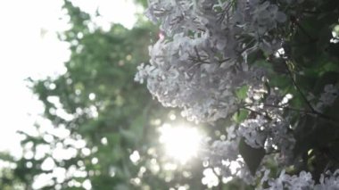 bahar eflatun çiçekler bahar bahçede büyüyen yaprakları ile 