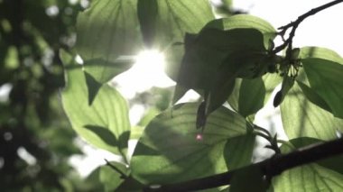 yaz parkta arkadan aydınlatmalı yeşil yaprakları 