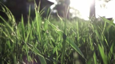 yeşil çim zemin üzerine yeşil alan, video 