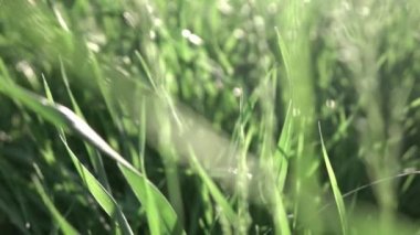 yeşil çim zemin üzerine yeşil alan, video 