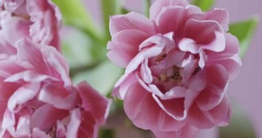 pembe bir arka plan üzerinde yeşil yaprakları ile pembe laleler