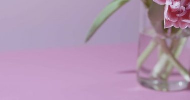 cam vazo içinde pembe bir arka plan üzerinde yeşil yaprakları ile pembe laleler