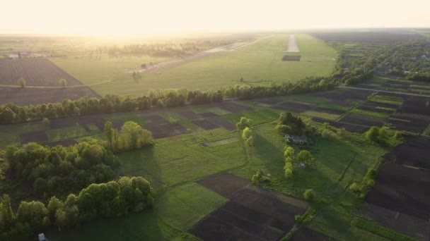 Flygfoto Över Gröna Sommaren Fält Och Träd Vid Soluppgången — Stockvideo