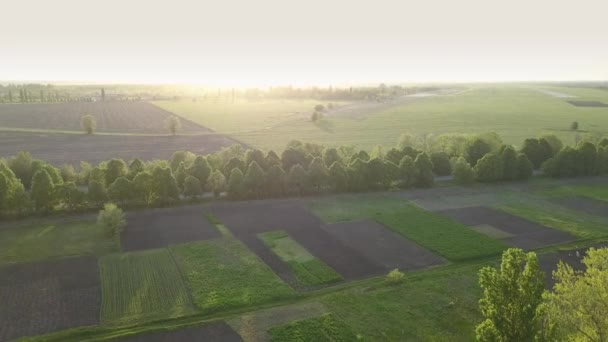 Letecký Pohled Zelené Letní Polí Stromů Při Východu Slunce — Stock video