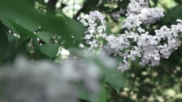 Spring Lilac Flowers Leaves Growing Spring Garden — Stock Video