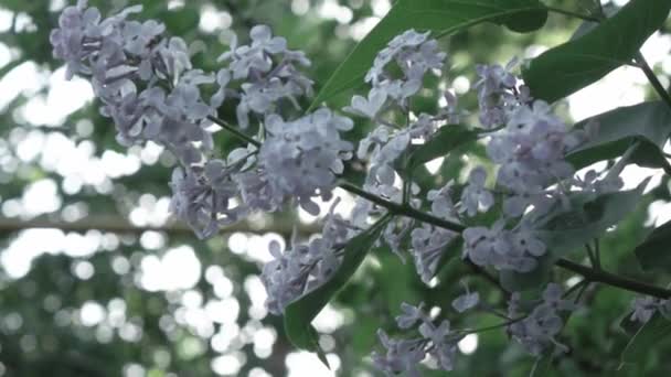 Fiori Lilla Primaverili Con Foglie Che Crescono Nel Giardino Primaverile — Video Stock