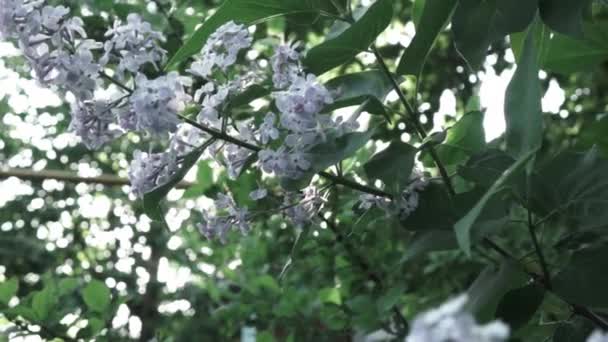 Lila Lentebloemen Met Blaadjes Groeien Lentetuin — Stockvideo