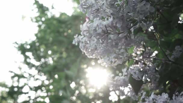 Flores Lilás Primavera Com Folhas Crescendo Jardim Primavera — Vídeo de Stock